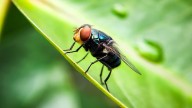 Everything We Know About The Human Screwworm Case & What It Means For You