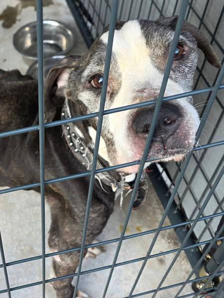 Southington Animal Control investigating after dog with cancer found abandoned in park
