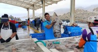PRODUCE: Retoman la pesca de pota con cuota ampliada en el mar peruano