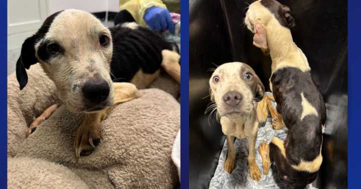 3 dogs found abandoned in woods behind gas station, Humane Society seeking answers