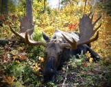 Your guide to getting a moose out of the Maine woods