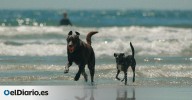 Turismo con perro en Cantabria: playas, alojamientos y rutas dog friendly