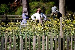 The Outer Banks Voice -   Island Farm open for 16th Season