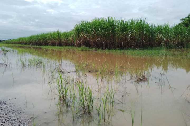 Fesoca: Productividad de 5 mil hectáreas de caña de azúcar están afectadas por lluvias