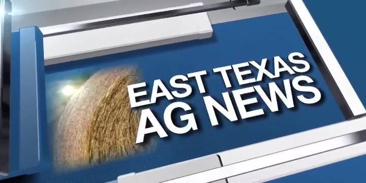 East Texas Ag News: When fish die from ponds ‘turning over’
