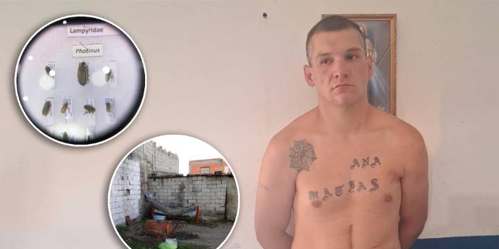 Asesino serial en Jujuy: un entomólogo forense analizará los “bichos” hallados en la casa del horror
