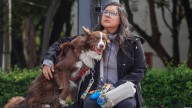 En CdMx, avalan custodia compartida de mascotas