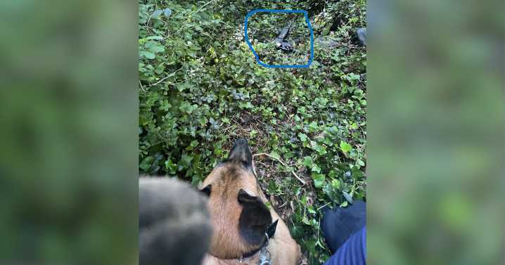 K-9 Sully makes 'significant find' during armed robbery investigation on his birthday