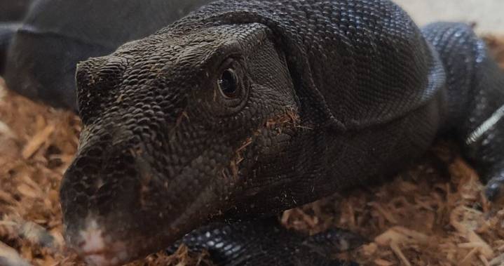 Massachusetts monitor lizard “Goose” is no longer on the loose!