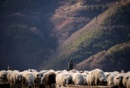 Bulgaria reports bluetongue disease outbreak on sheep farm