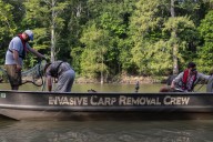 Why Arkansas wants more Americans to eat invasive carp