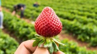 Chau misterio: en qué época del año conviene comprar frutillas en Argentina