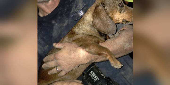 Stuck dog rescued by Douglas County volunteer firefighters
