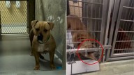 Mama Dog From New York Shelter Reaches Out To A Crying Puppy Through Her Kennel Bars To Comfort Him