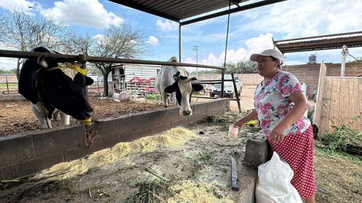Gobierno de la Capital entrega alimento para ganado a productores rurales del municipio