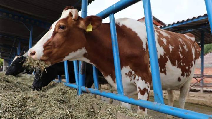 SeCampo ofrece seguro pecuario para proteger ganado y especies menores en Edomex