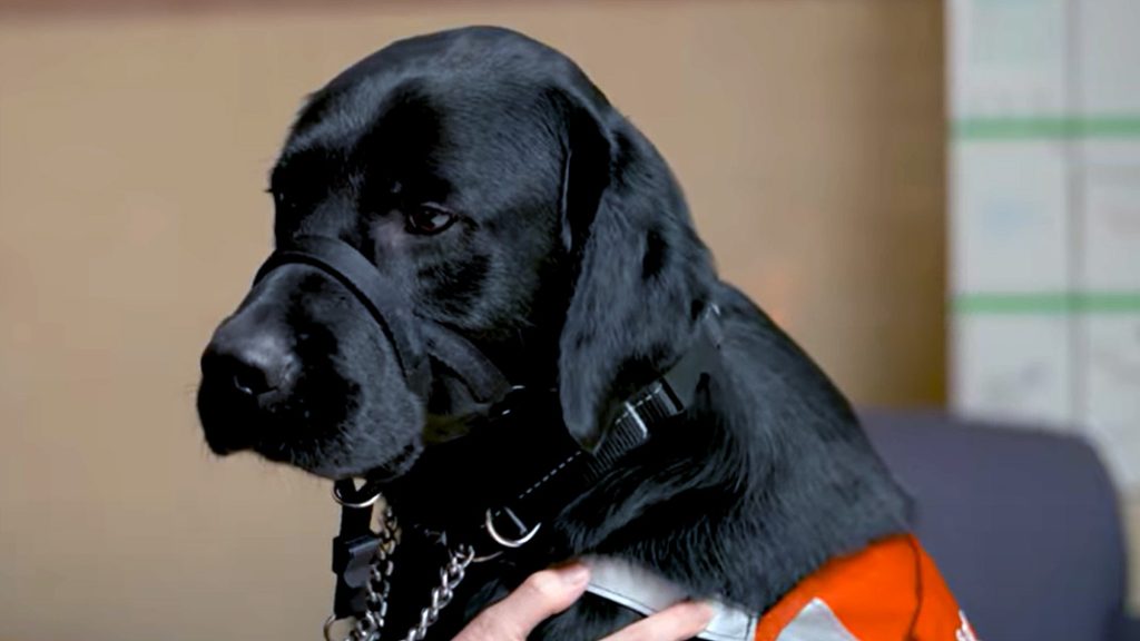 Training centre for guide dogs facing $20 million shortfall