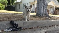 Tearful Moment As California Hero Saves Starving, Poisoned Street Dog Just In Time