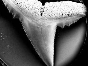 Climate change causing sharks to lose their bites