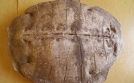 Descubren nueva especie fósil de tortuga marina de hace 50 millones de años