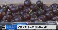 Last cherries of the season | Lunch Break with Michael Marks