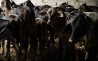 CNA confía en la pronta reapertura de exportaciones de ganado a EU