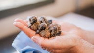 Back From The Brink: Eight 'Extinct' Doves Born In British Zoo