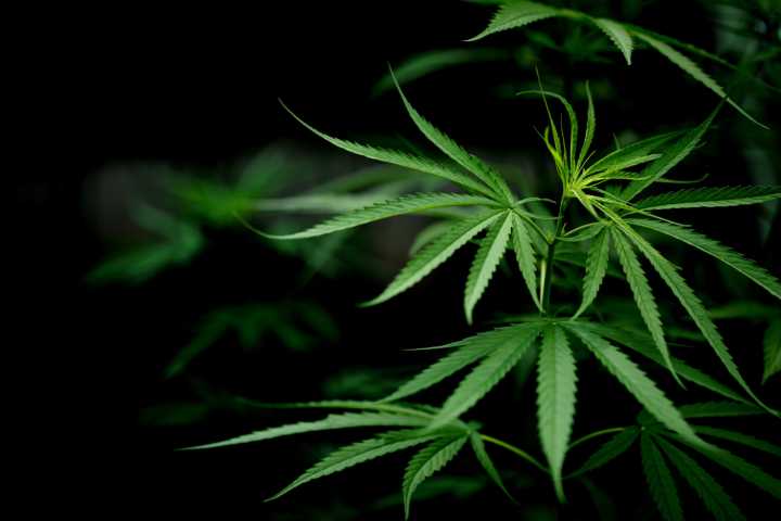 Se aprueba el primer dispensario de cannabis medicinal de Kentucky y se espera que abra este otoño