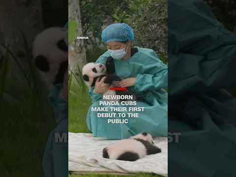 Newborn panda cubs make their first debut to the public