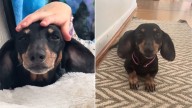 Virginia Dog Finds Happiness After Being Surrendered For A False Reason