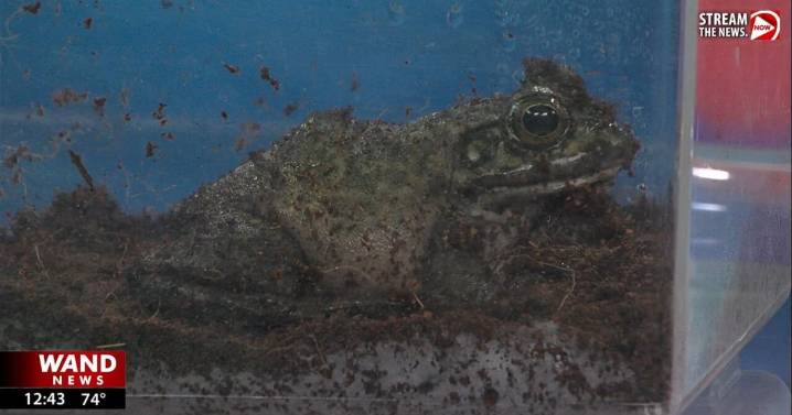 Green frog visits WAND Studio from Scovill Zoo
