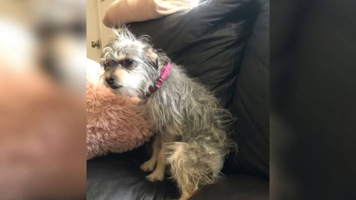 California Woman Adopts Puppy Only To Be Shocked By How She Grows Up