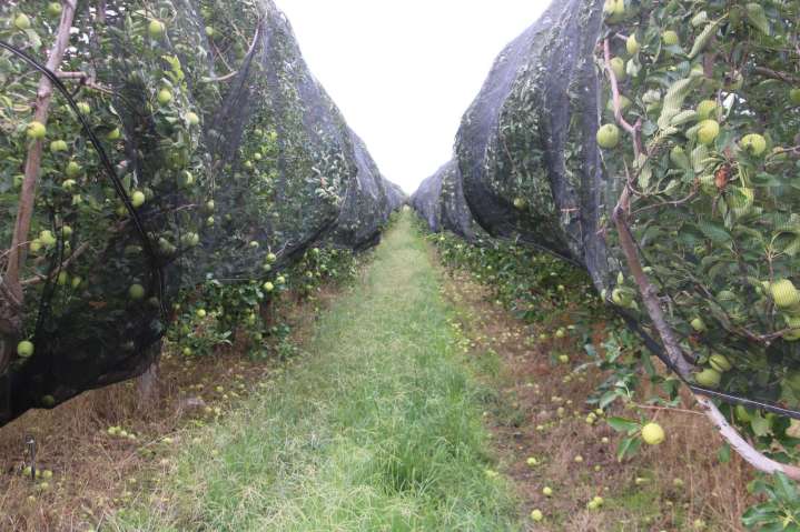 Es Chihuahua líder productor de manzana con el 85% del total nacional