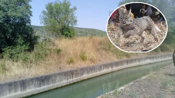 Muere ahogado el primer macho de lince ibérico liberado en el Cerrato Palentino