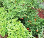 Garden View: Tomato, its friends and its foes