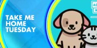 Take me Home Tuesday: Adopt Molly