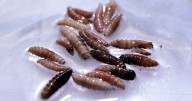U.S. confirms first human case of New World screwworm