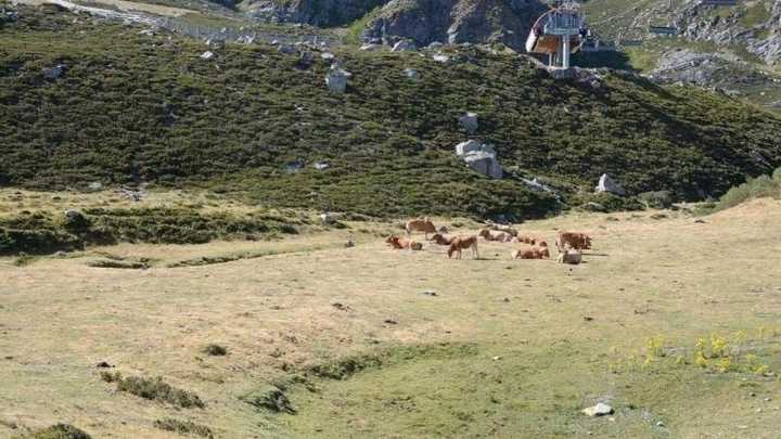 Confinamiento vacuno en Aller: 3.000 reses inmovilizadas en el puerto Ajo tras dar una positivo en tuberculosis