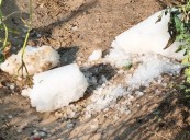 El granizo arrasa cultivos en el Campo de Cariñena y deja pérdidas de hasta el 75% en algunas fincas