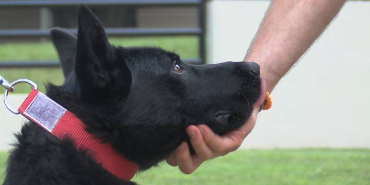 Cloquet Police Department prepping for training of new K9 officer