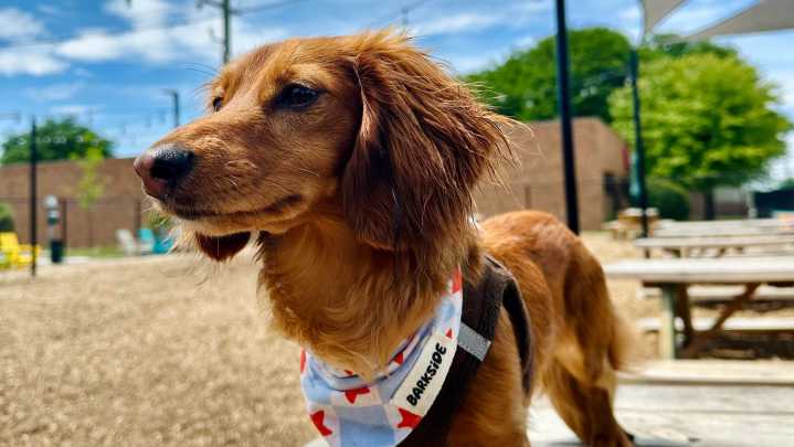 How does Detroit rank among pet-friendly cities? What to know