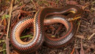 Florida's Most Wanted: Wildlife Officials Want Your Help Finding A Rare Rainbow Snake Seen Once In 56 Years