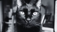 ¿Dan mala suerte los gatos negros? El origen medieval de un mito