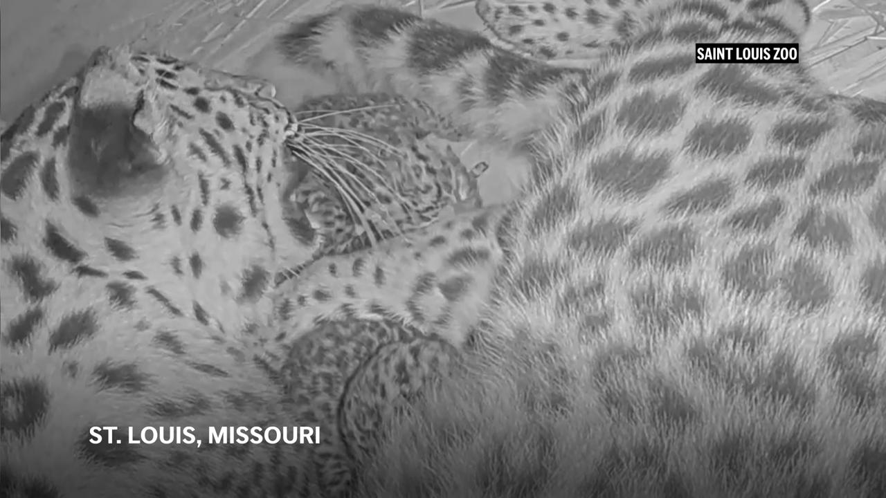 Two critically endangered Amur leopard cubs born at Missouri zoo