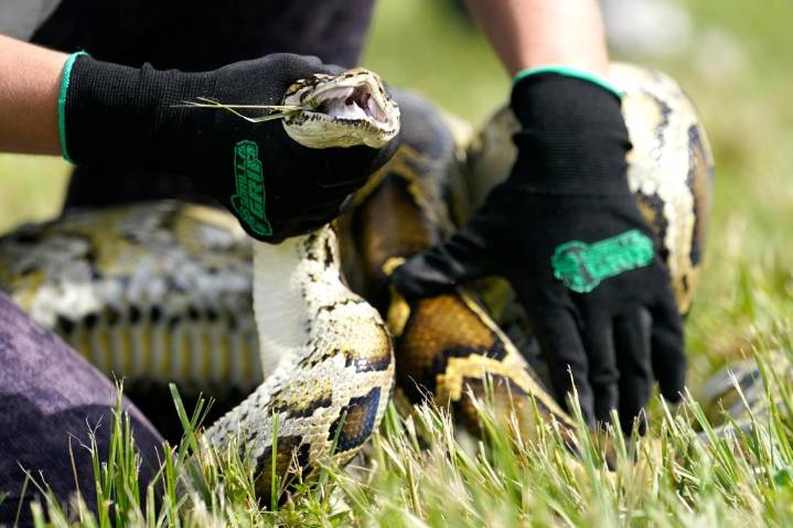 Conejos robóticos, la nueva herramienta en Florida para controlar pitones invasoras en Everglades