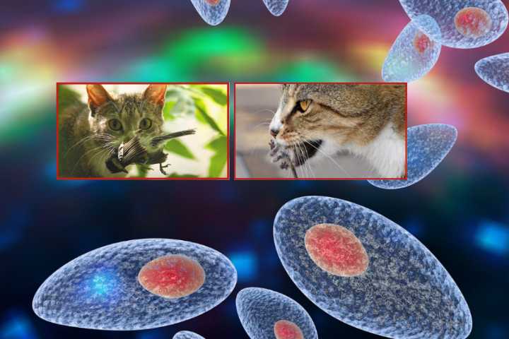 Día Mundial del Gato: hay 5 enfermos de toxoplasmosis en Yucatán en 2025