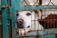45 mascotas recatados de refugio en que eran maltratadas