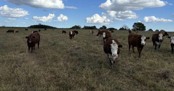 Farmers make hay for cattle, but that could be eating into profits