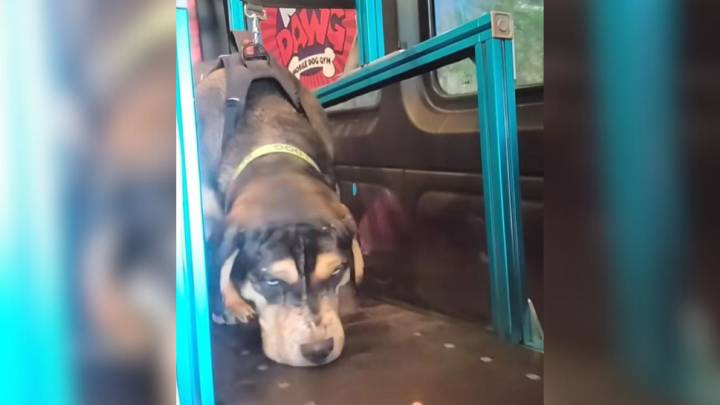Blind Dog Abandoned In Nevada Shelter Finds New Hope With Loving Family