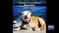 Fox 21’s Longtime Unofficial Mascot ‘Brewster’ Passed Away
